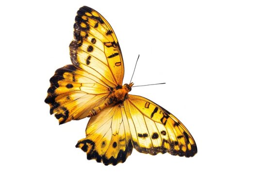 yellow butterfly is isolated on a white background