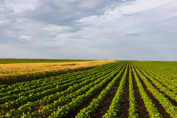 Fototapeta na wymiar Agricultural landscape of golden wheat field