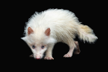 The White Japanese Raccoon Dog (Nyctereutes viverrinus) with blue eyes is a rare type of raccoon dog.