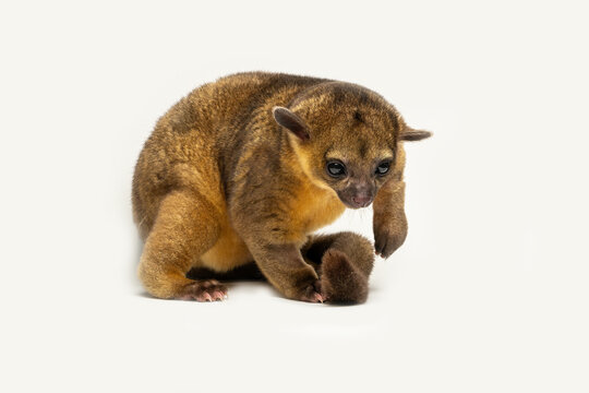 Kinkajou (Potos flavus) native to tropical rainforest of Central and South America