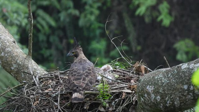 Javan Hawk Eagle on the nest with chick