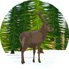 Round composition. A red deer stands in the snow in front of dense spruce trees. Realistic vector landscape