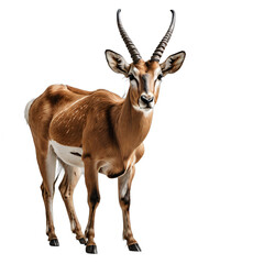 Obraz premium antelope isolated transparent background PNG. ai generated