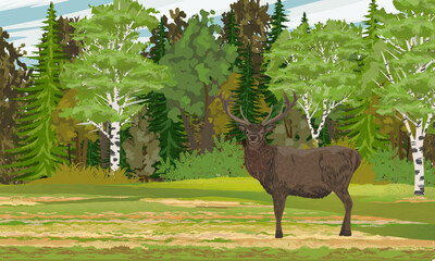 A red deer with large antlers stands in front of a dense deciduous forest. Realistic vector landscape
