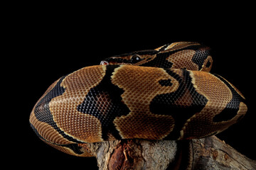The Ball Python (Python regius) also called the Royal Python, is a python species native to West...