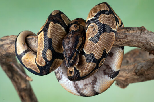 The Ball Python (Python regius) also called the Royal Python, is a python species native to West and Central Africa.