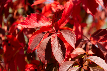 Background, texture of fresh red autumn leaves.