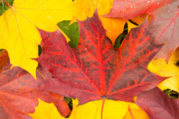 Autumn. Multicolored maple leaves lie on the grass.