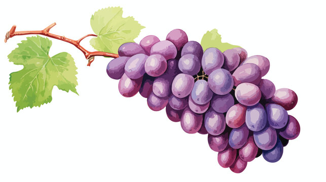 Painting grapes using oil pastels flat vector isolated