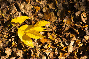 brown and yellow fallen autumn leaves lying on the ground