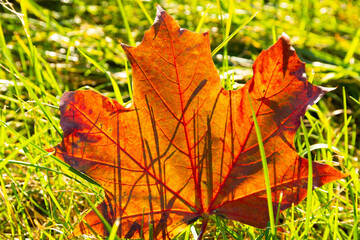 autumn red maple leaf on green grass
