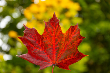 red autumn maple leaf in hand on background of trees