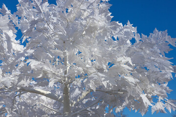 Winter Christmas background. New Year's maple tree with white leaves on a background of blue sky with a place to write the text.