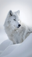 White Arctic Wolf: Majestic Predator Enduring Isolation and Arctic Winters