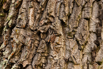 Natural, texture of red oak tree bark.