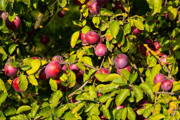 Ripe and juicy red apples are suspended from a tree. Selective focus
