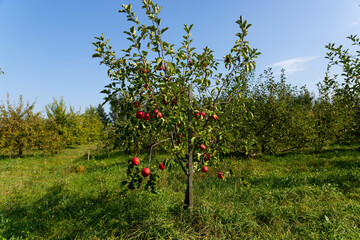 Ripe and juicy red apples are suspended from a tree. Selective focus