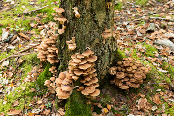 Edible, wild, autumn forest mushrooms, Armillaria mellea, growing on an old tree in the forest. Selective focus.