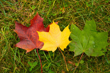 Set of three autumn maple leaves, red, yellow and green. Education concept. Traffic light symbol.