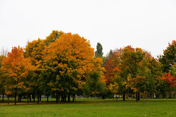 Fototapeta na wymiar Maple in the fall. Beautiful natural background of trees.