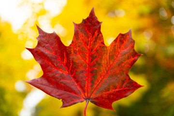 red autumn maple leaf in hand on background of trees