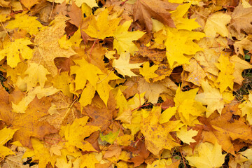 Naklejka na ściany i meble Autumn, beautiful, natural background of yellow maple leaves.