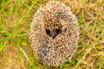 Curled up little hedgehog on the green grass.