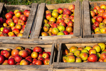 Ripe red apples in large wooden boxes during fruit picking day. Selective focus.