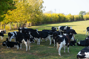 White and black cows in a pasture, meadow.