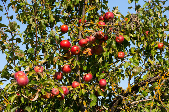 Ripe and juicy red apples suspended on a tree