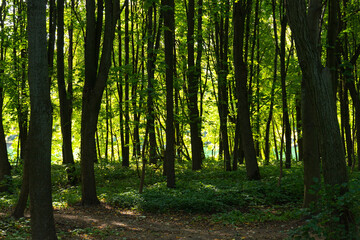 Naklejka premium Ecological trail in the European city park.