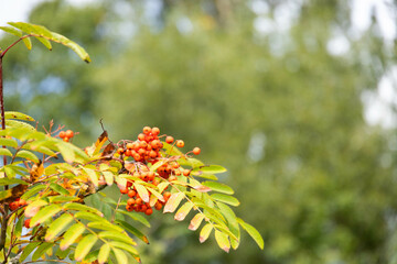 Mountain ash. Rowan-tree. The fruits of mountain ash. Rowan berries ripen on the tree.