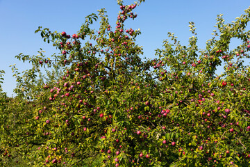 Fototapeta na wymiar Ripe and juicy red apples suspended on a tree