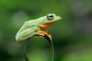 Green Flying frog (Rachophorus reinwardtii) isolated on green background. Beautiful tree frog,...