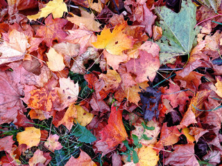Naklejka na ściany i meble Fallen autumn leaves in the forest. Close-up