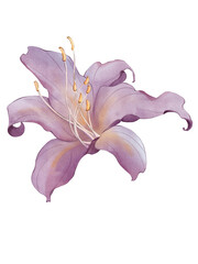 Watercolor purple lily flower