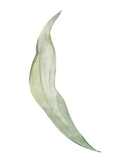 Watercolor leaf