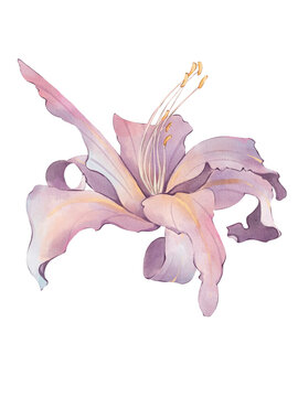 Watercolor purple lily flower