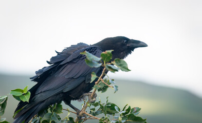 Fototapeta premium Common Raven perched on a tree branch with mountain background, Denali National Park. Alaska.