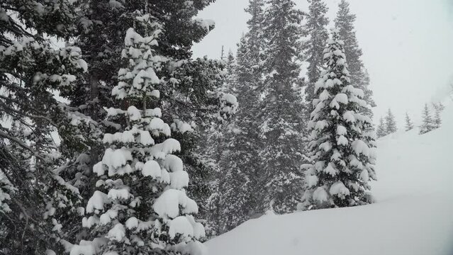 Colorado Christmas trees Colorado super slow motion snowing snowy spring winter wonderland blizzard white out deep snow powder on pine tree national forest Loveland Berthoud Pass Rocky Mountain slide