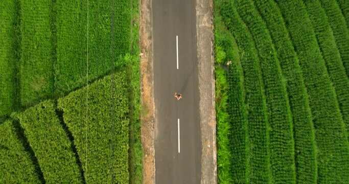 Overhead drone of runner jogging in middle of road surrounded by rice fields