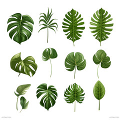Clipart illustration, collection of green monstera palm and tropical plant leaf on white background. Suitable for crafting and digital design projects.[A-0010]