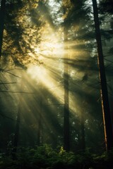 Obraz premium Bright sunlight filtering through dense forest trees, ideal for nature and outdoor themes