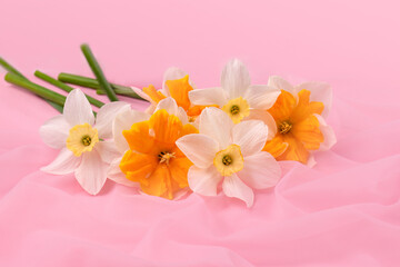 Obraz na płótnie Canvas Bunch of yellow and white daffodils on a pink background, holiday spring greeting card. copy space