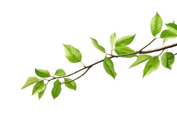 Obraz premium Close-up of a branch with fresh green leaves, suitable for nature concepts