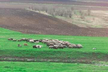 Sheep grazing on a green meadow in spring