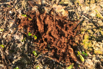 Ants nest colony vision detail close up