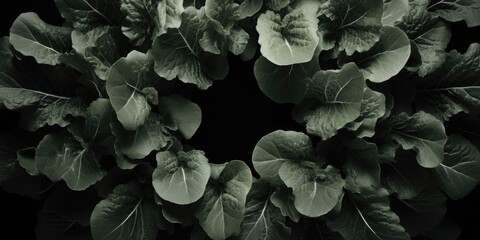 Monochrome image of lettuce, perfect for food blogs