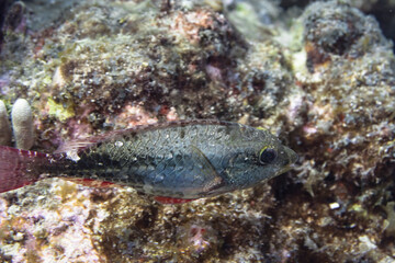 Tropical fish in the coral reef of the Caribbean