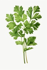 Fresh green leaves isolated on a white background, suitable for nature or environmental concepts